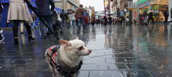 A Dog Travels to Liverpool A Dog Travels to Liverpool