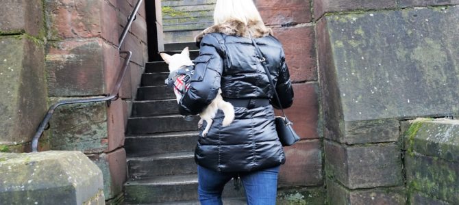A Dog Travels to Chester Roman Walls A Dog Travels to Chester Roman Walls