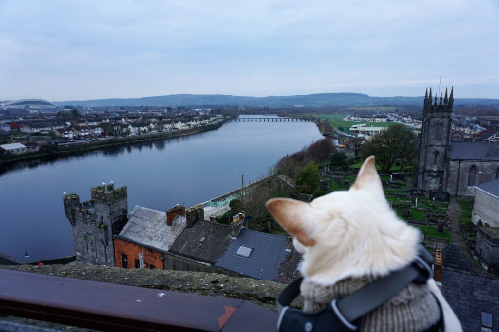 DSC04318-2-1024x683 A Dog Travels to Limerick Ireland and is King of the Castle