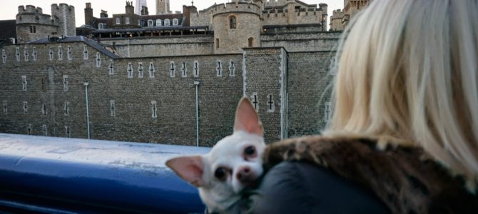 A Dog Travels to the Tower of London A Dog Travels to the Tower of London