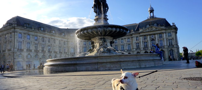 A Dog Travels to Bordeaux part 1 A Dog Travels to Bordeaux part 1