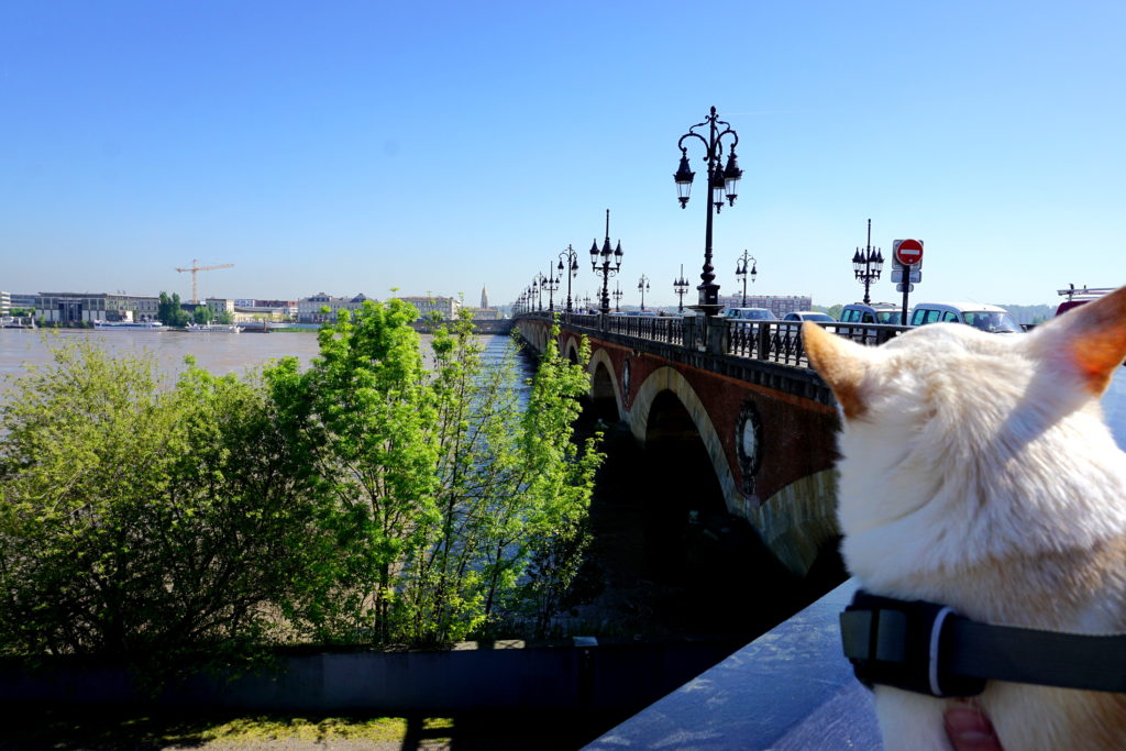 corrctedDSC07138-1024x683 A Dog Travels to Bordeaux part 1