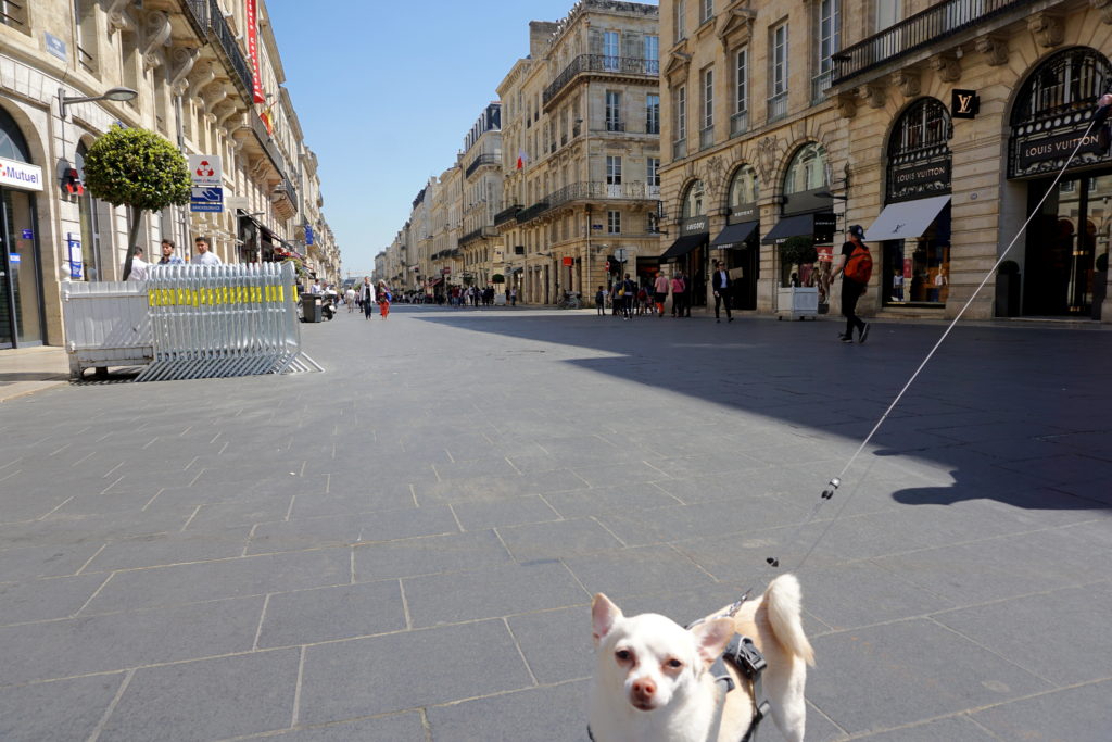 corrctedDSC07138-1024x683 A Dog Travels to Bordeaux part 1