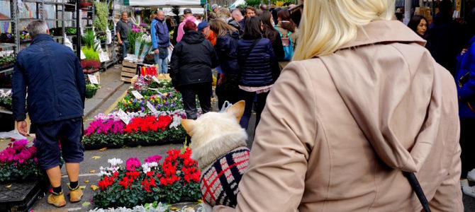 A Dog Travels to the Columbia Road Flower Market in London A Dog Travels to the Columbia Road Flower Market in London