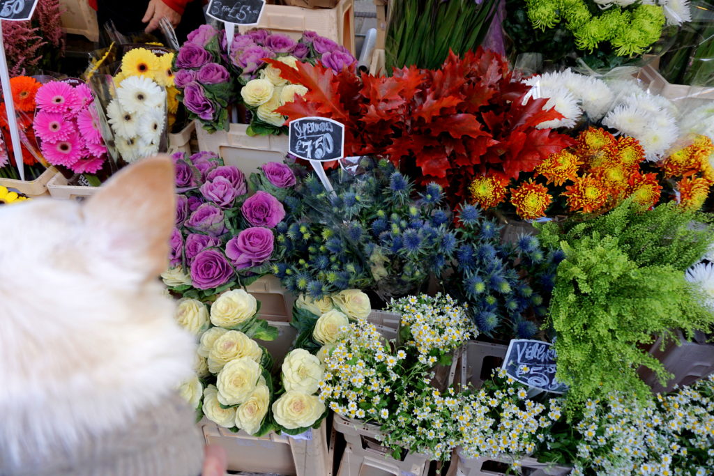 correctedDSC00262-683x1024 A Dog Travels to the Columbia Road Flower Market in London