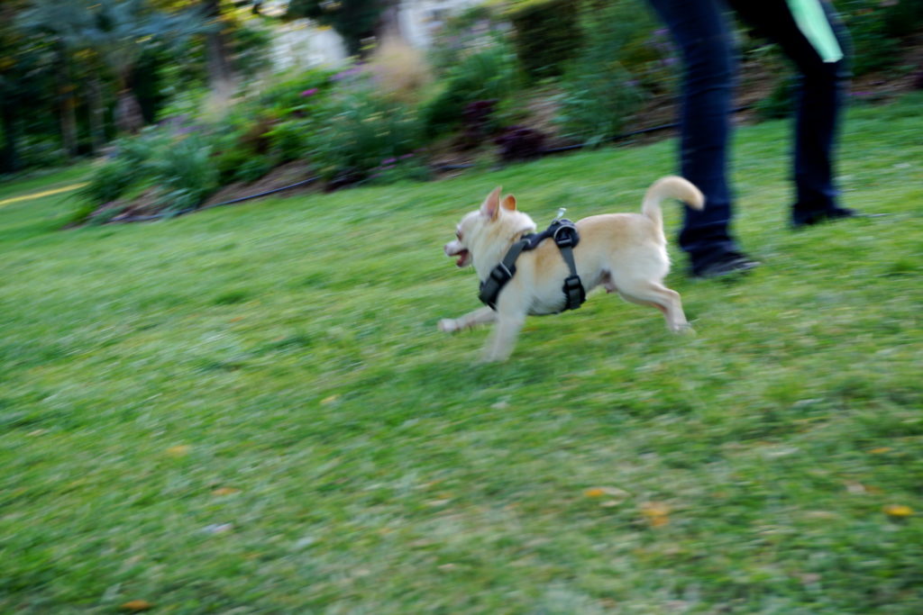 correctedDSC07347-1024x683 Exploring Jardin Parc (Public Garden) with a Dog in Bordeaux