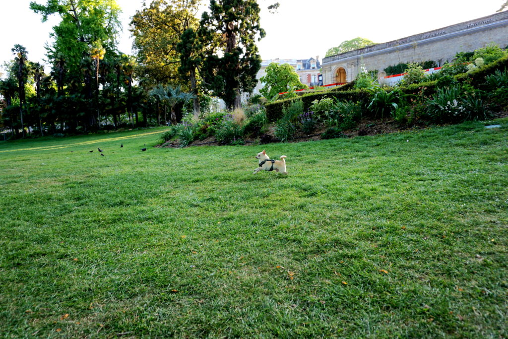 correctedDSC07347-1024x683 Exploring Jardin Parc (Public Garden) with a Dog in Bordeaux