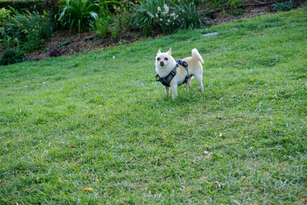 correctedDSC07347-1024x683 Exploring Jardin Parc (Public Garden) with a Dog in Bordeaux
