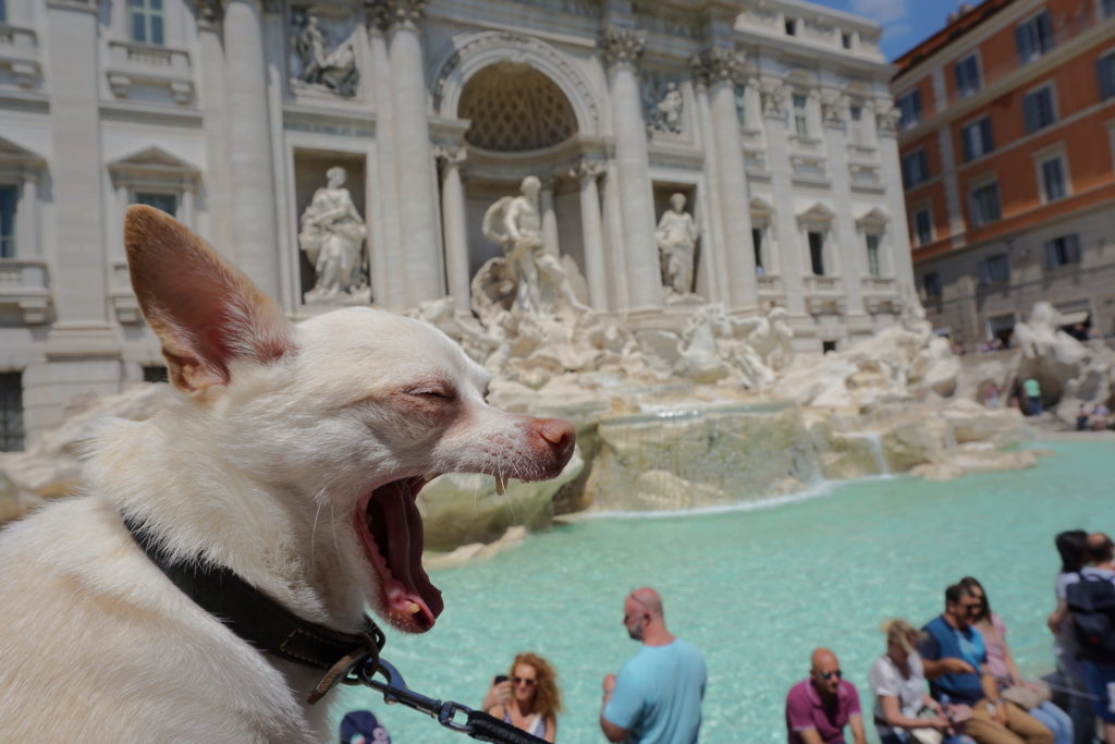 correctedDSC08110-683x1024 Exploring Rome with a Small Dog Part 1