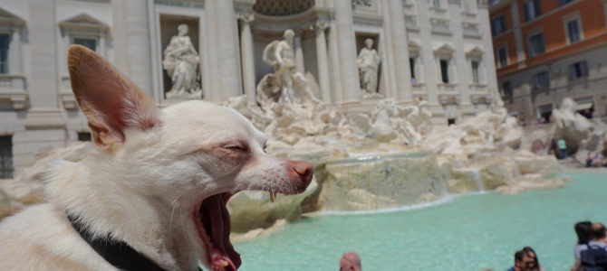 Exploring Rome with a Small Dog Part 1 Exploring Rome with a Small Dog Part 1