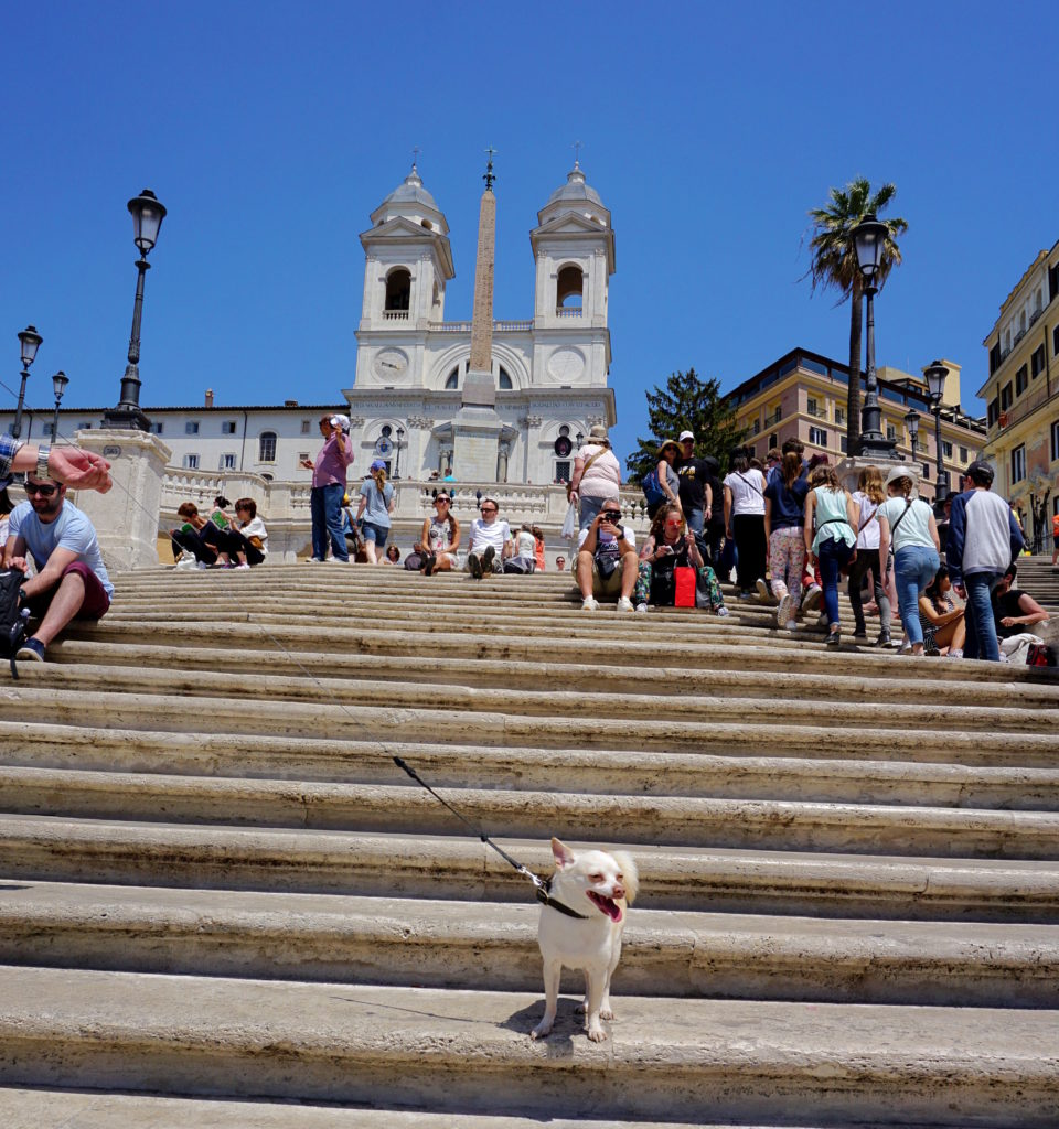 correctedDSC08110-683x1024 Exploring Rome with a Small Dog Part 1