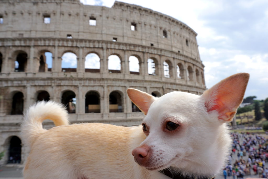 correctedDSC08222-1024x683 Exploring Rome with a Dog Part 2