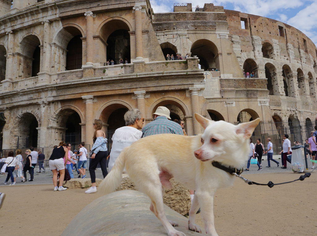 did romans have dogs as pets