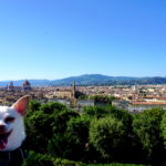 pet-passport How we traveled to Dubrovnik, Croatia From Florence, Italy with a Small Dog