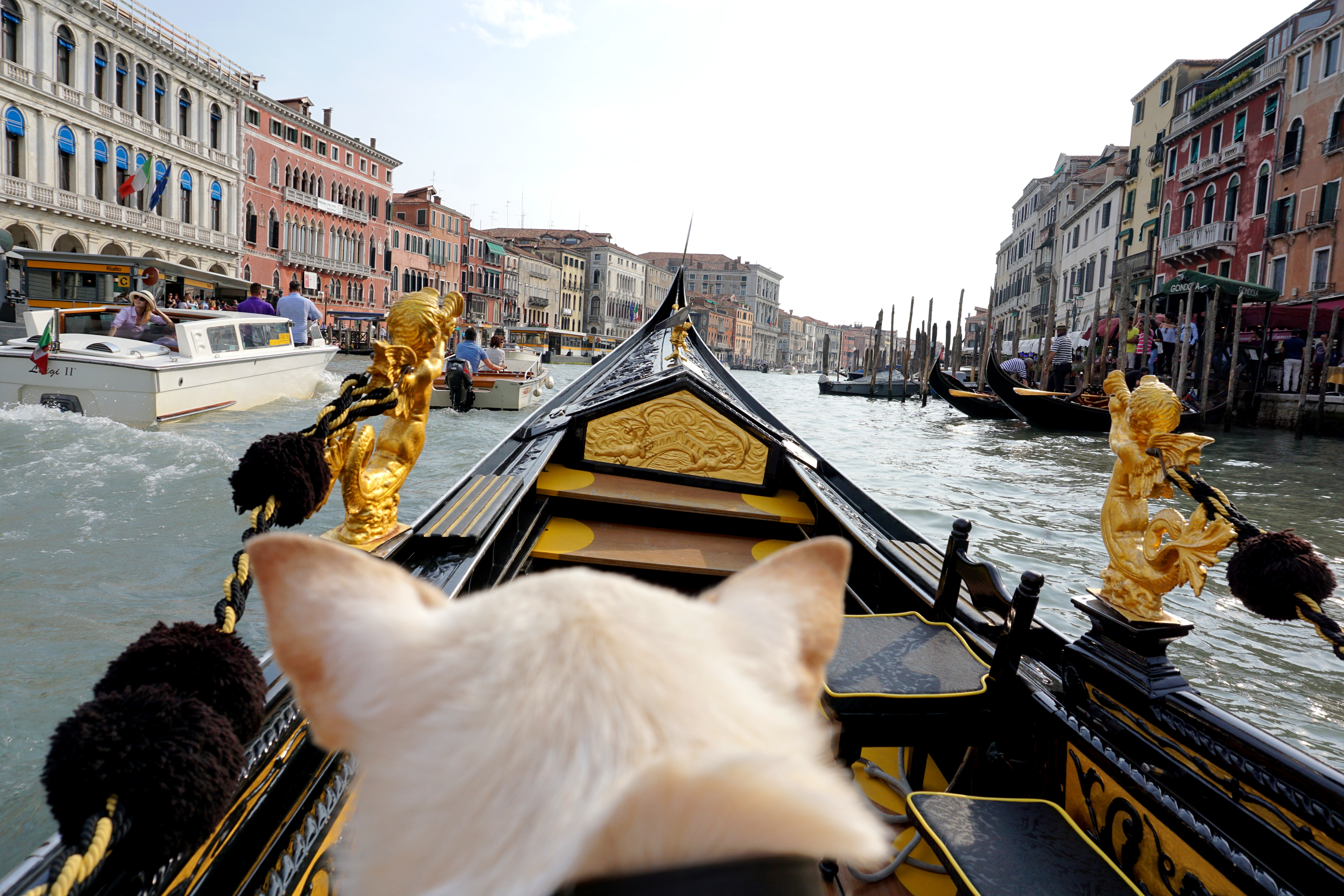 correctedDSC08293 A Dog Travels to Venice, Italy Part 1