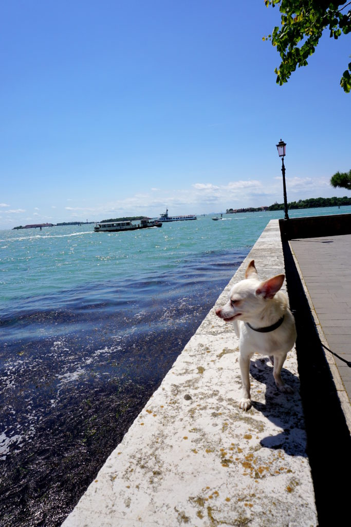 fixedDSC08393-683x1024 Exploring the Less Touristy side of Venice with a Dog