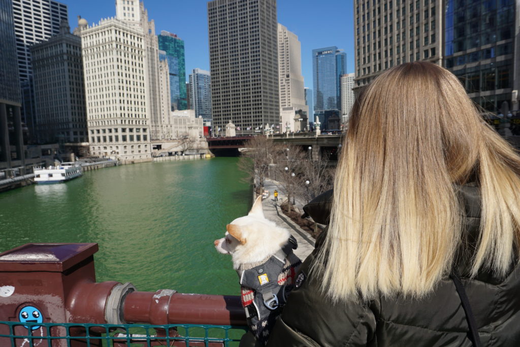 DSC04318-e1553035500814-683x1024 St. Patrick's Day in Chicago with a Small Dog