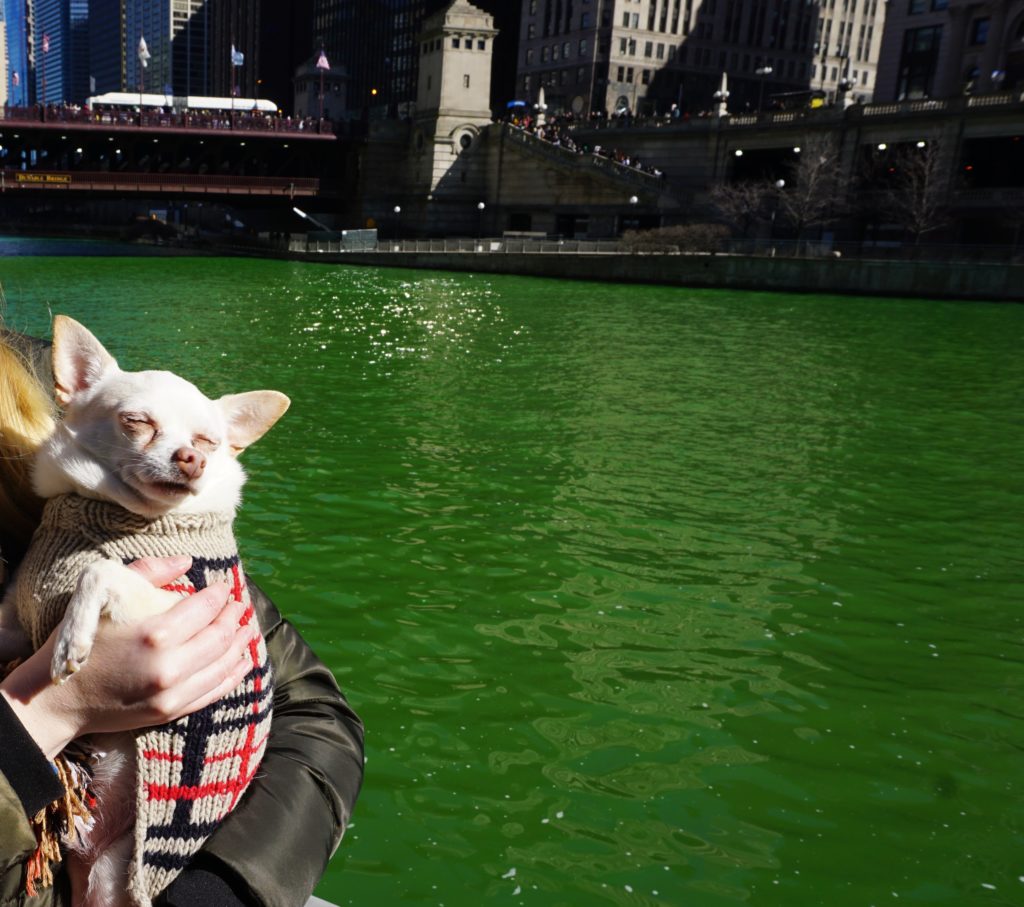 DSC04318-e1553035500814-683x1024 St. Patrick's Day in Chicago with a Small Dog