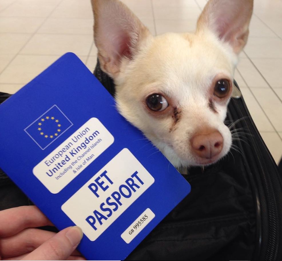 pet-passport How we traveled to Dubrovnik, Croatia From Florence, Italy with a Small Dog